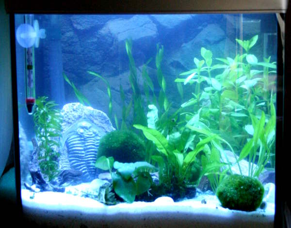Nano Becken