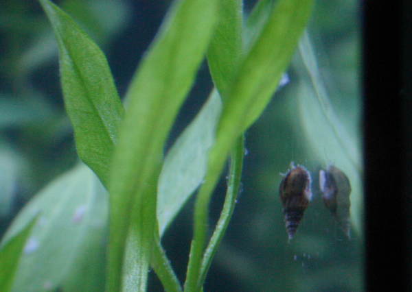 gestachelte_Turmdeckelschnecke