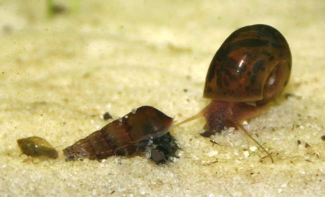 Turmdeckelschnecke
