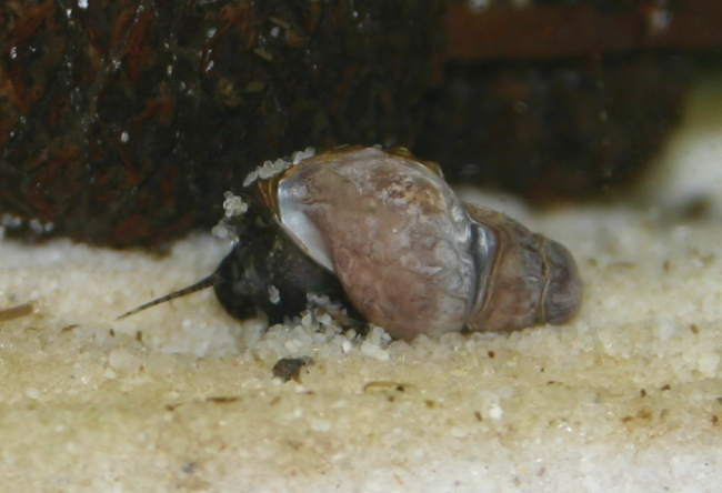 Stachelige Turmdeckelschnecke