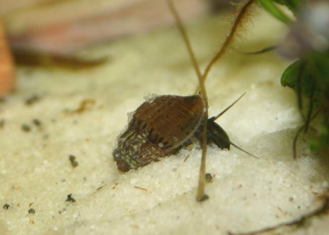 Stachelige Turmdeckelschnecke