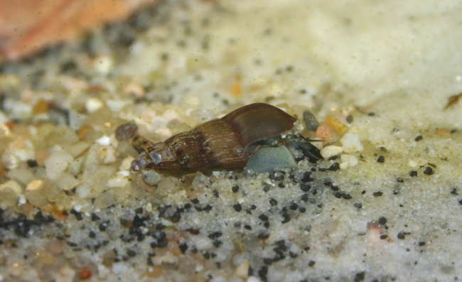 Turmdeckelschnecke