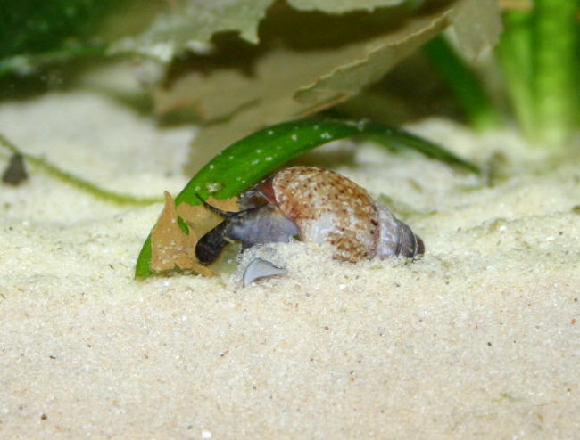 Genoppte Turmdeckelschnecke