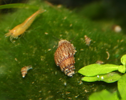 Stachelige Turmdeckelschnecke