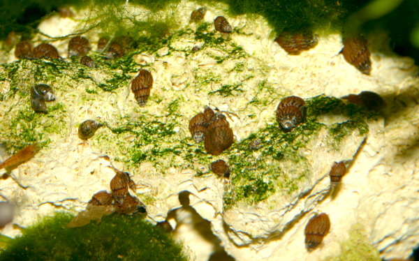 Stachelige Turmdeckelschnecke