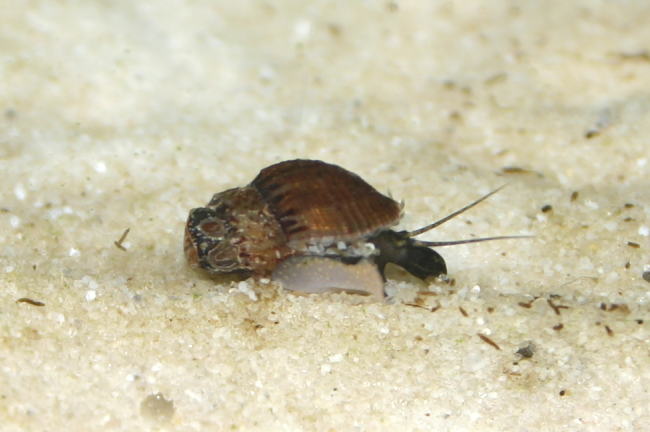 Stachelige Turmdeckelschnecke