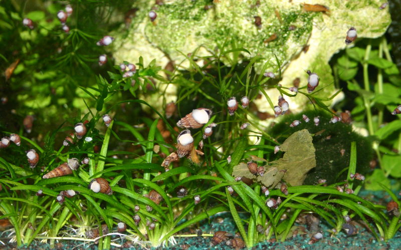 Stachelige Turmdeckelschnecke