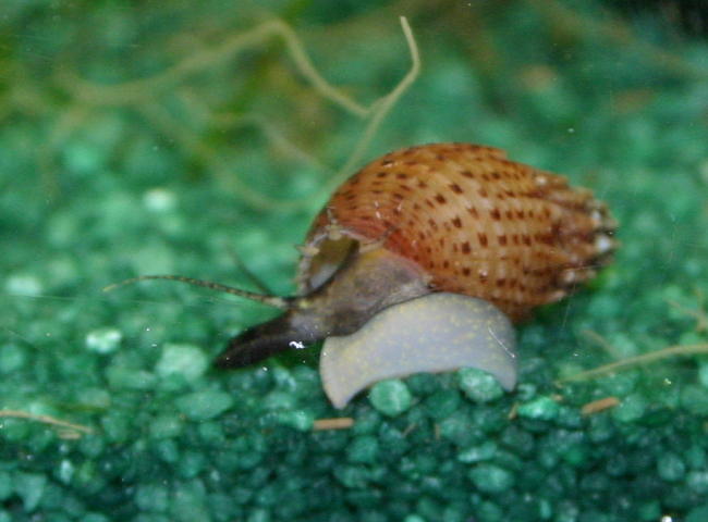 Stachelige Turmdeckelschnecke