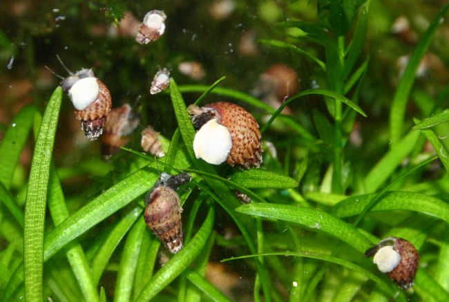 Stachelige Turmdeckelschnecke