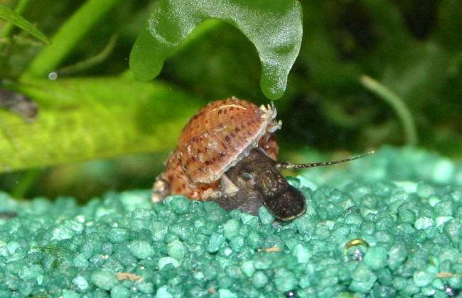 Stachelige Turmdeckelschnecke