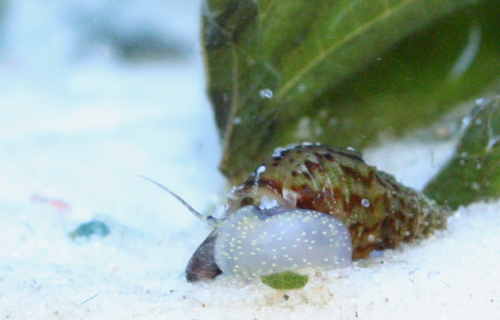 gestachelte_Turmdeckelschnecke