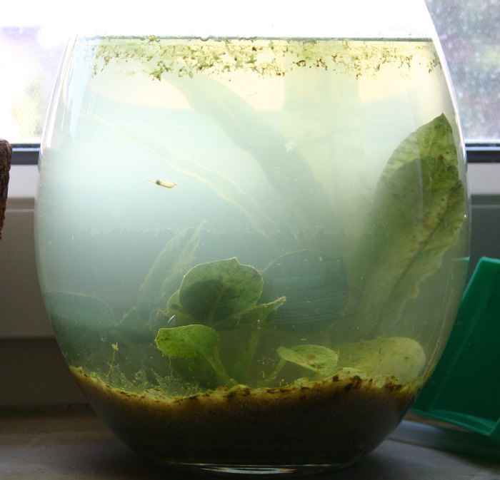 Artemienvase