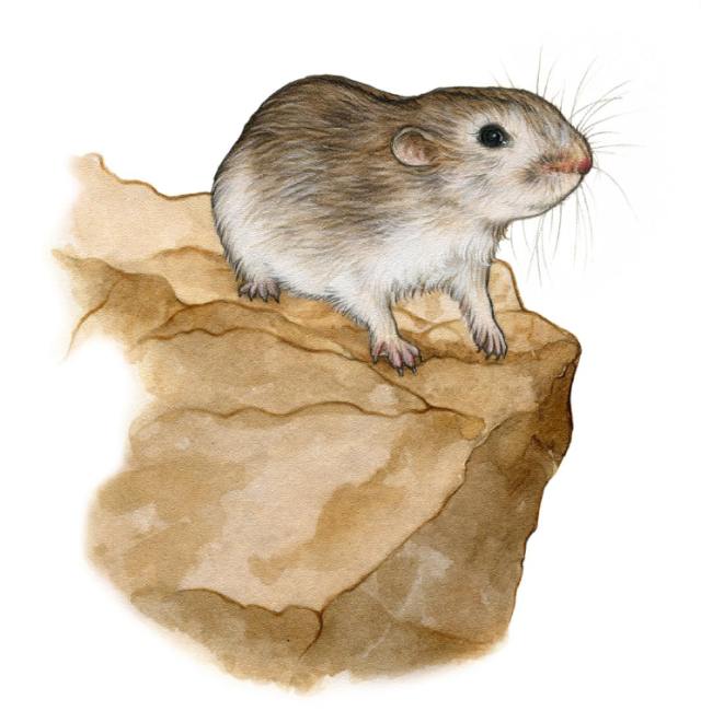 felsenlemming