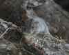 Lemming