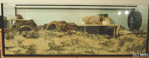Lemmingaquarium