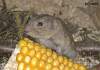 Lemming mit Mais