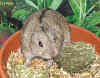 Lemming im Napf