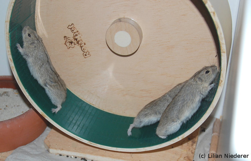 Steppenlemminge im Laufrad