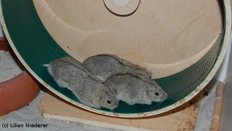 Steppenlemminge im Laufrad