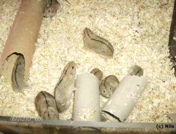 Eigenbau f&uuml;r Lemminge