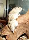 Lemming