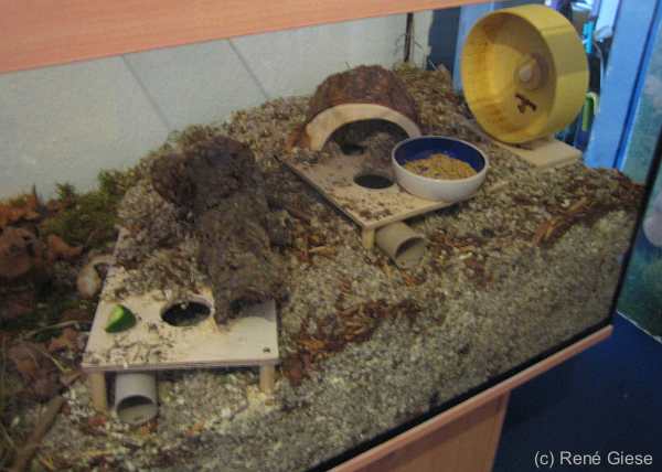Lemmingterrarium