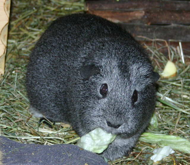 Leonie