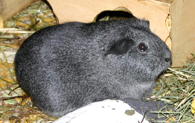 Leonie