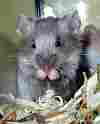 maus