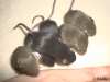 Babys