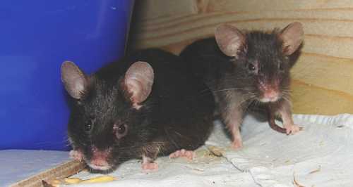 Pünktchen und Murkel