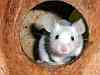 maus