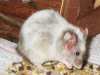 Maus