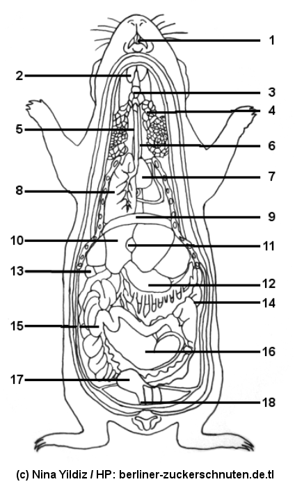 Morče anatomie