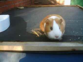 Polly