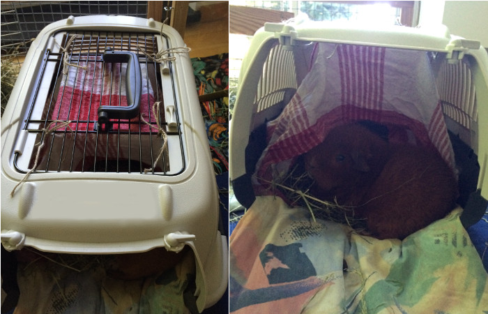 Meerschweinchen in Transportbox - Sommervariante
