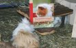 Lotte mit Buch