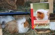 Lotte mit Buch