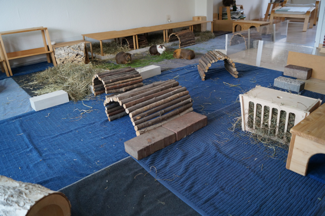 Gehege Nordschweinchen