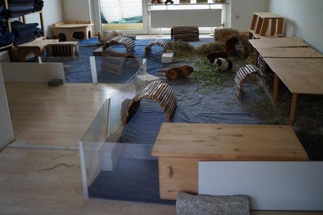 Gehege Nordschweinchen