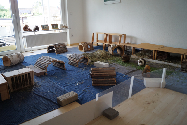 Gehege Nordschweinchen