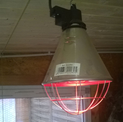 Ferkellampe im Meerschweinchengehege