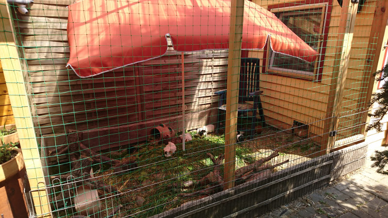 Wutzelhaus Auslauf mit Sonnenschirm