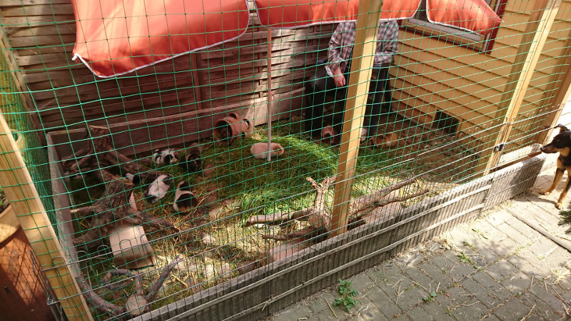 Wutzelhaus Auslauf mit Sonnenschirm