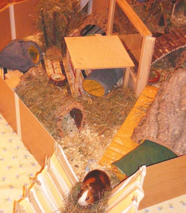 Auslauf eingerichtet