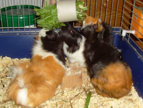 Friedlich wird zusammen gefressen