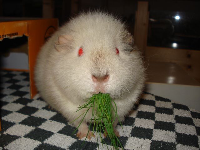 Yuki Meerschweinchen