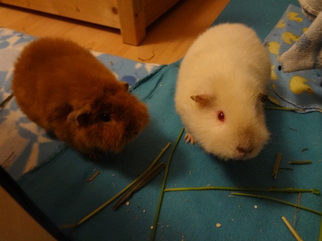 Yuki Meerschweinchen