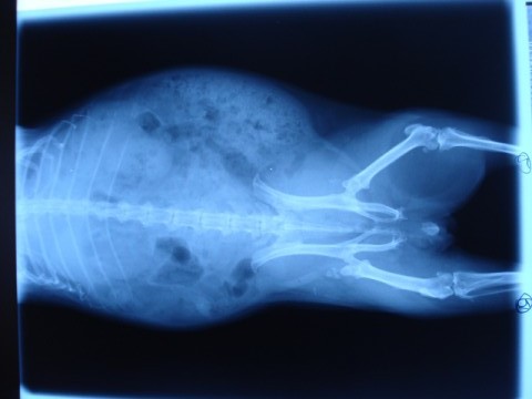 Röntgenbild Meerschweinchen
