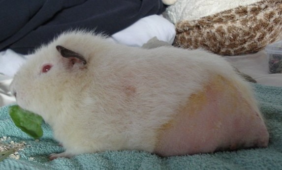 R&ouml;ntgenbild Meerschweinchen